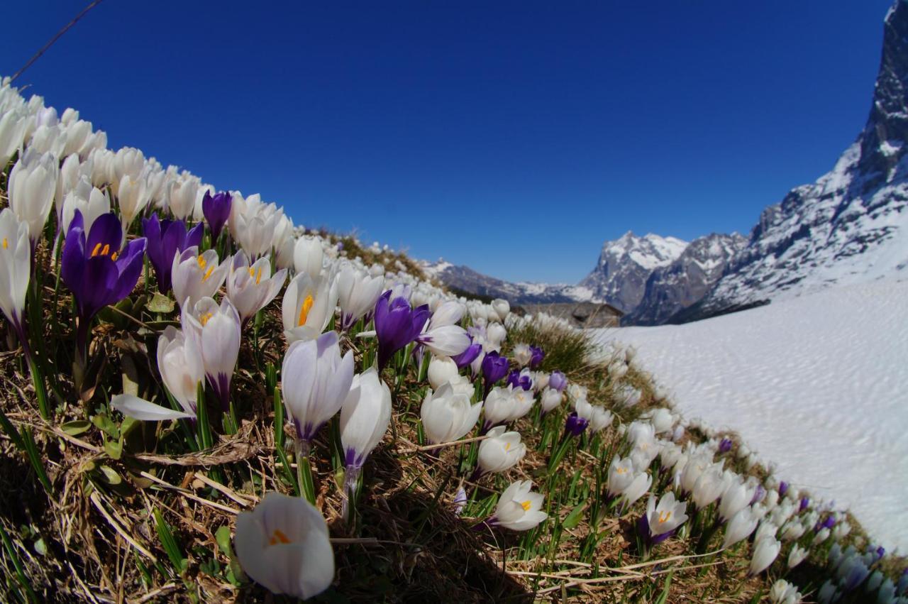 Chalet Wetterhorn Apartman Lütschenthal Kültér fotó